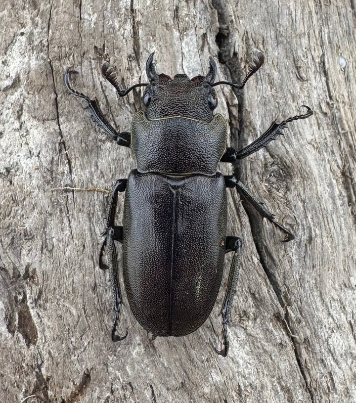 【WD】《メタリフェルホソアカ亜種finae 85mm ペア》