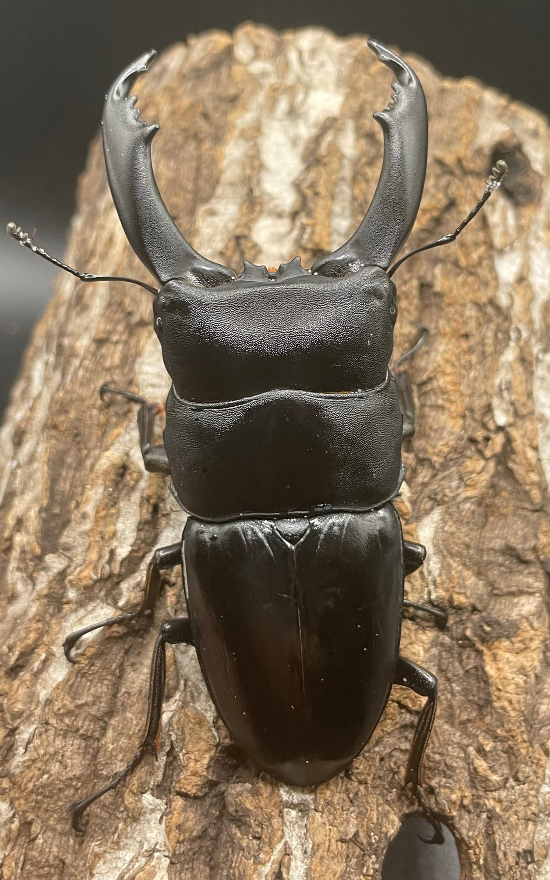 【WD】大型《南カマリネスヒラタ 93mm ペア》