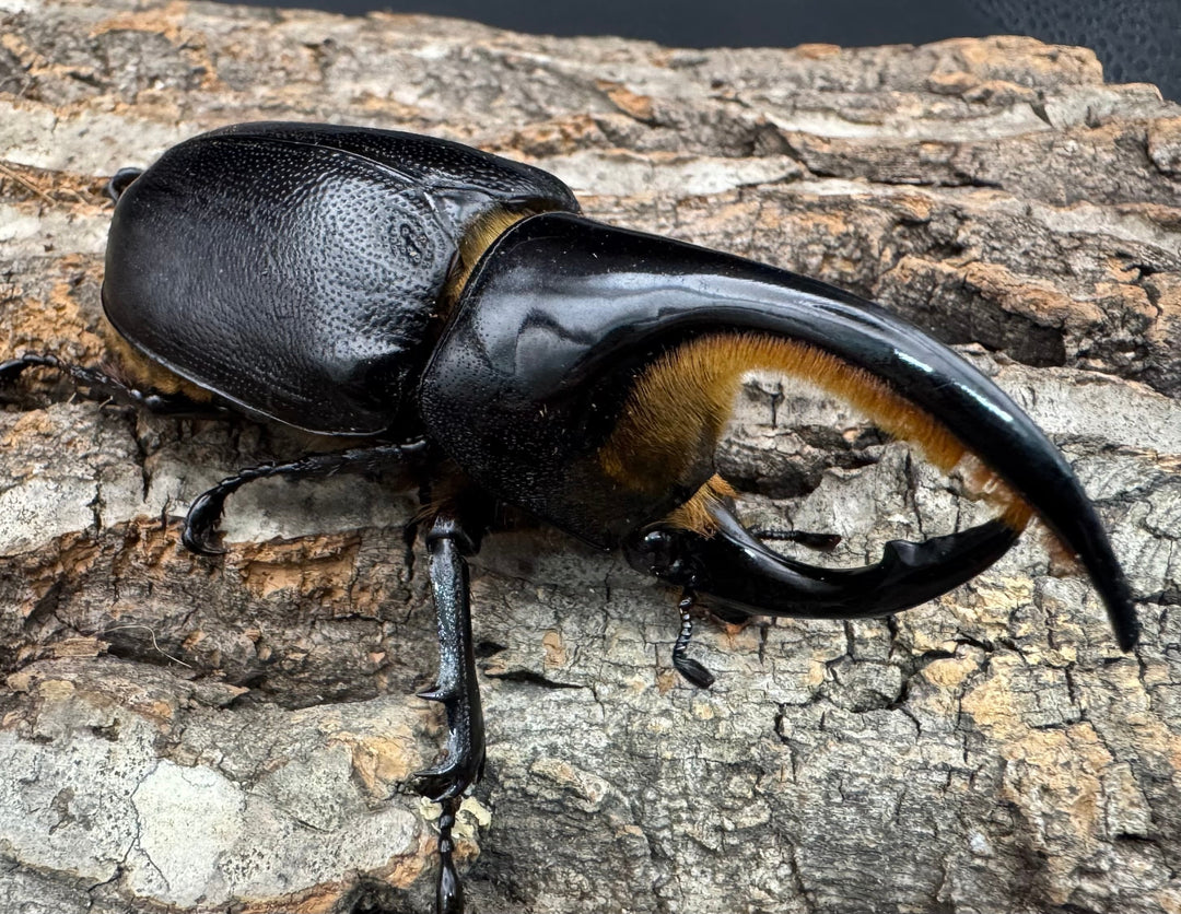 即ブリ《サタンオオカブト 87mm ペア》