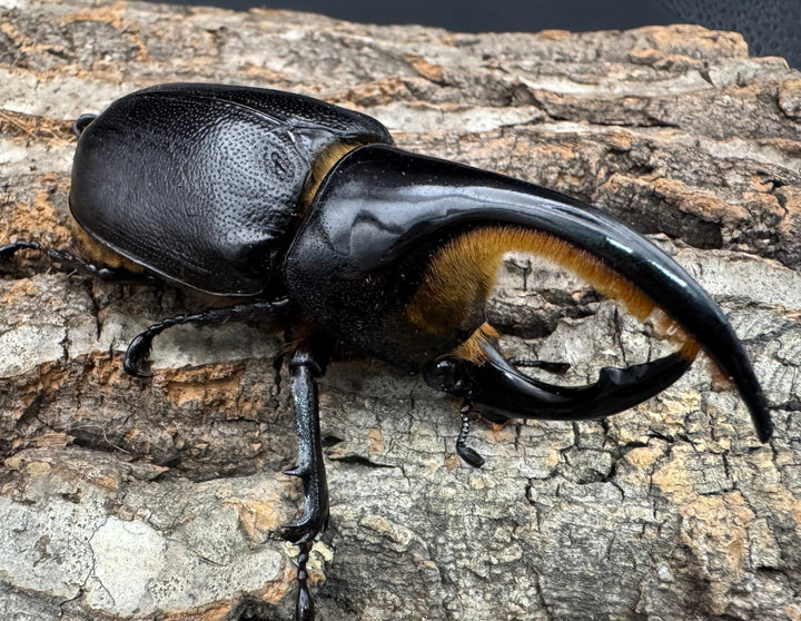 即ブリ《サタンオオカブト 87mm ペア》