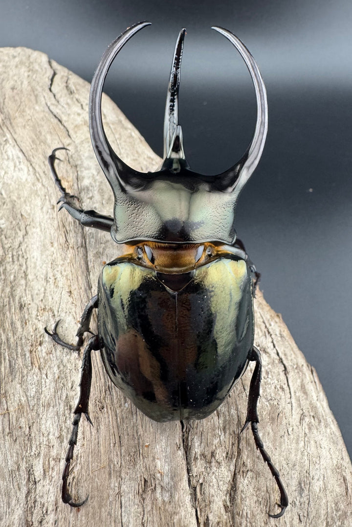 【WD】《ミンダナオアトラスオオカブト キダパワン産 88mm ペア》