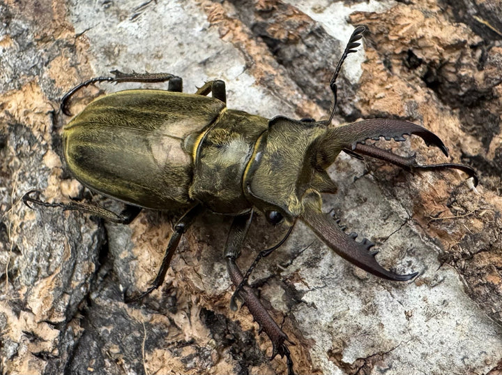 《メアレーミヤマ 36mm ペア》