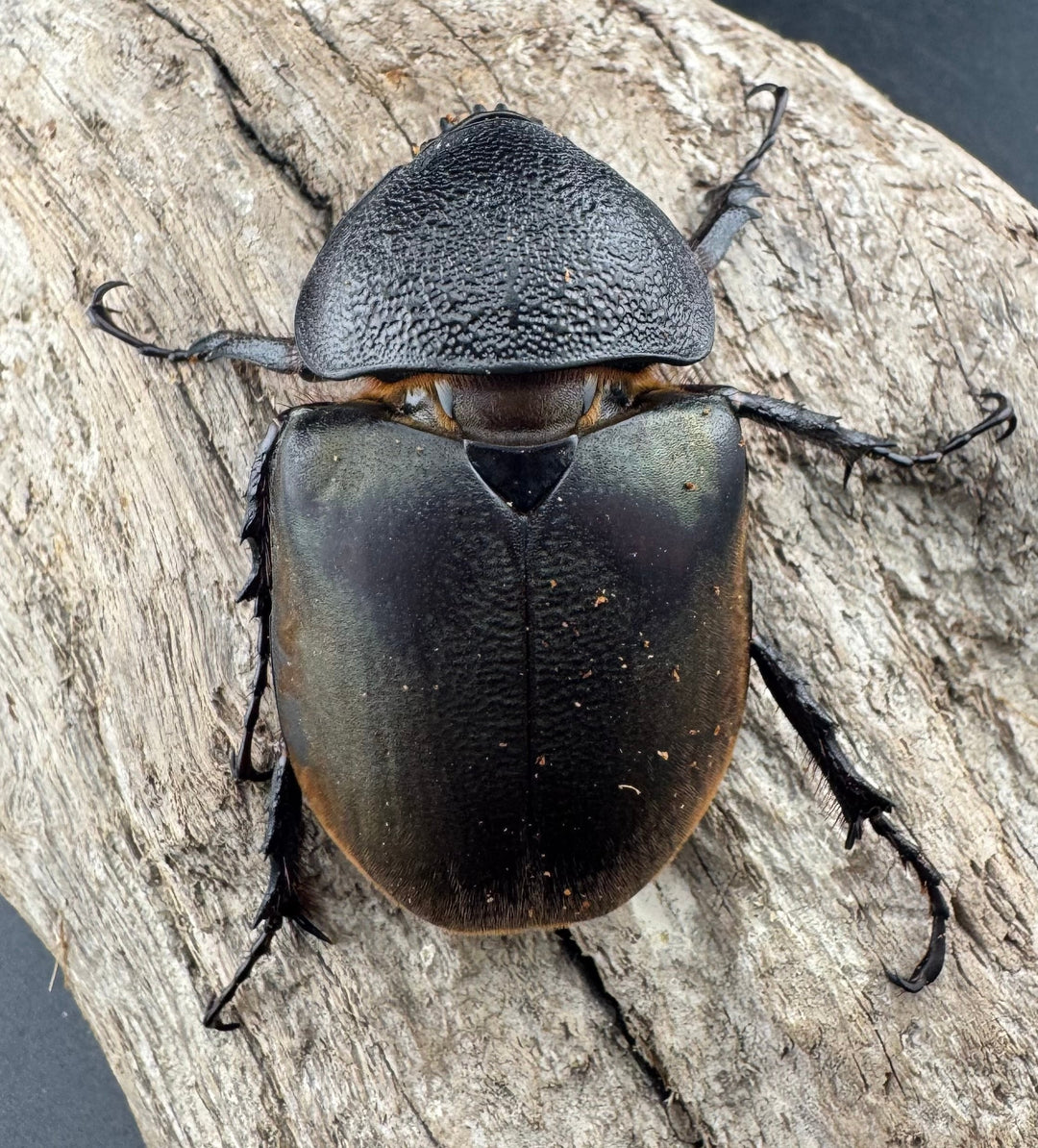 【WD】《ジャワコーカサスオオカブト 104mm ペア》