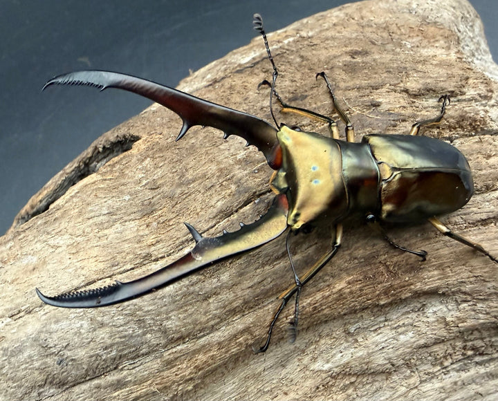 《メタリフェルホソアカ亜種サンギレンシス 71mm ペア》
