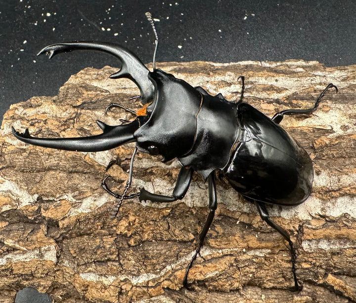 【WD】《インターメディアツヤクワガタ 91mm ペア》