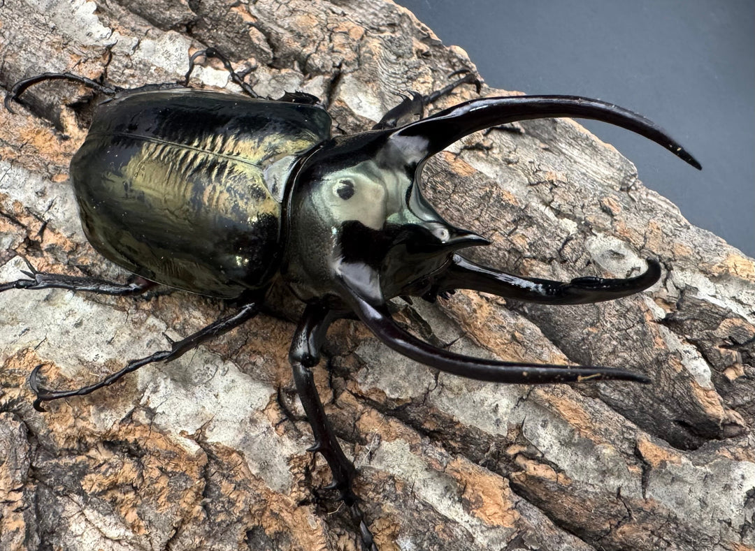 【WD】《ミンダナオアトラスオオカブト 95.5mm ペア》