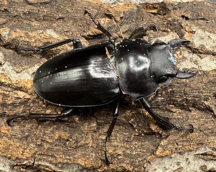 【WD】《アルケスツヤクワガタ 70mm ペア》