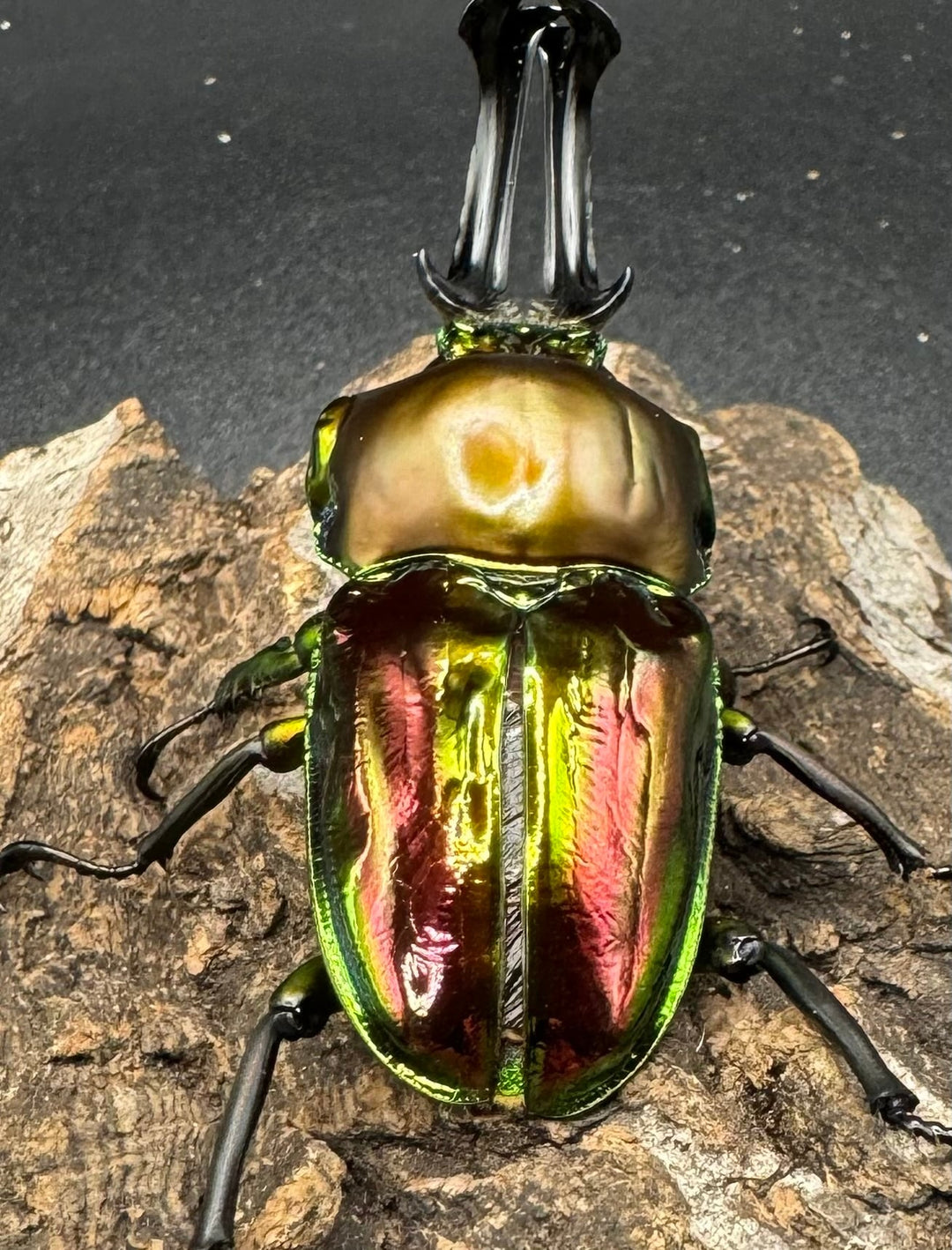 《ニジイロクワガタ 60mm ペア》