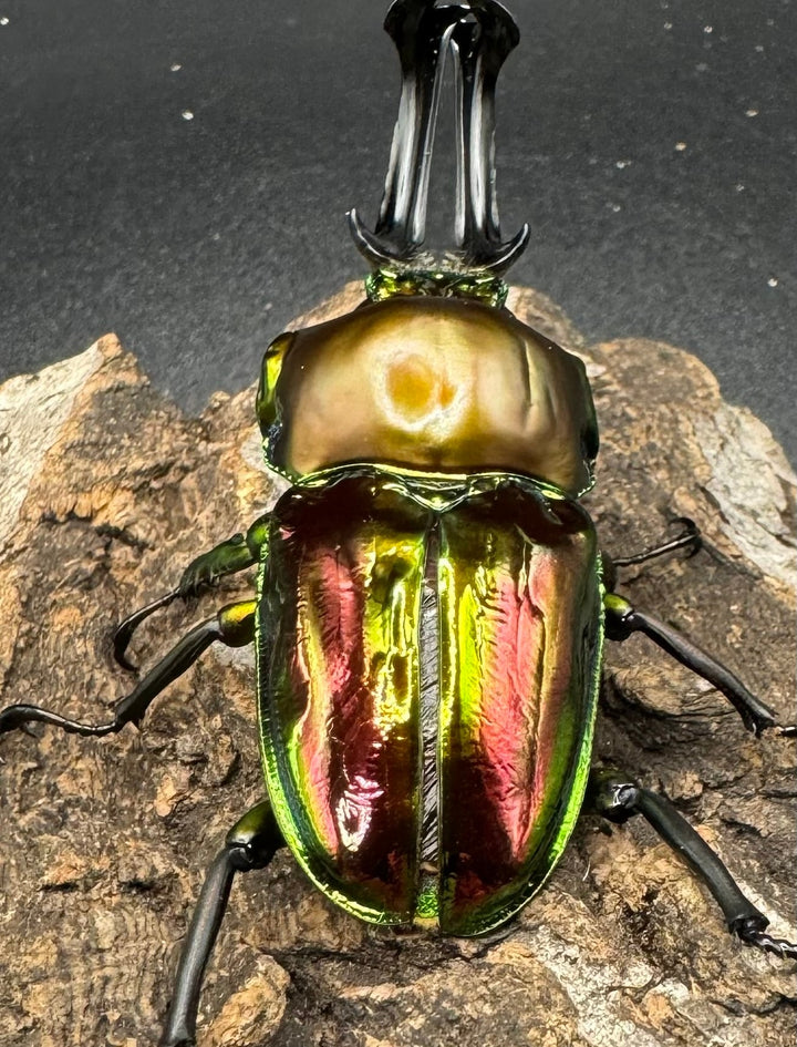 《ニジイロクワガタ 60mm ペア》