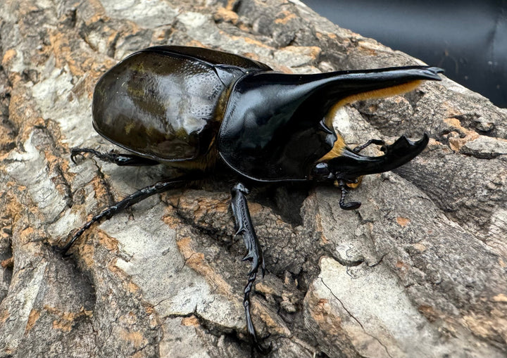 《マヤシロカブト 77mm ペア》