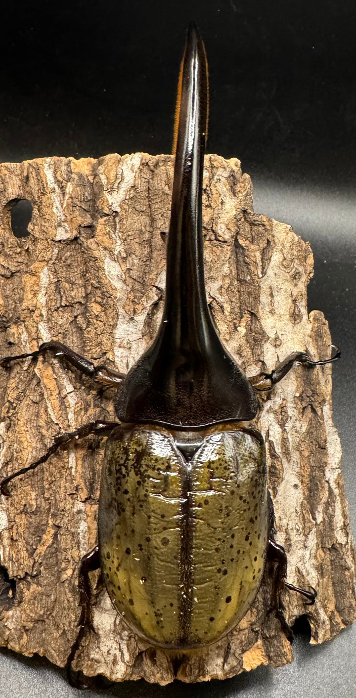 《ヘラクレス・ヘラクレス 153mm ペア》