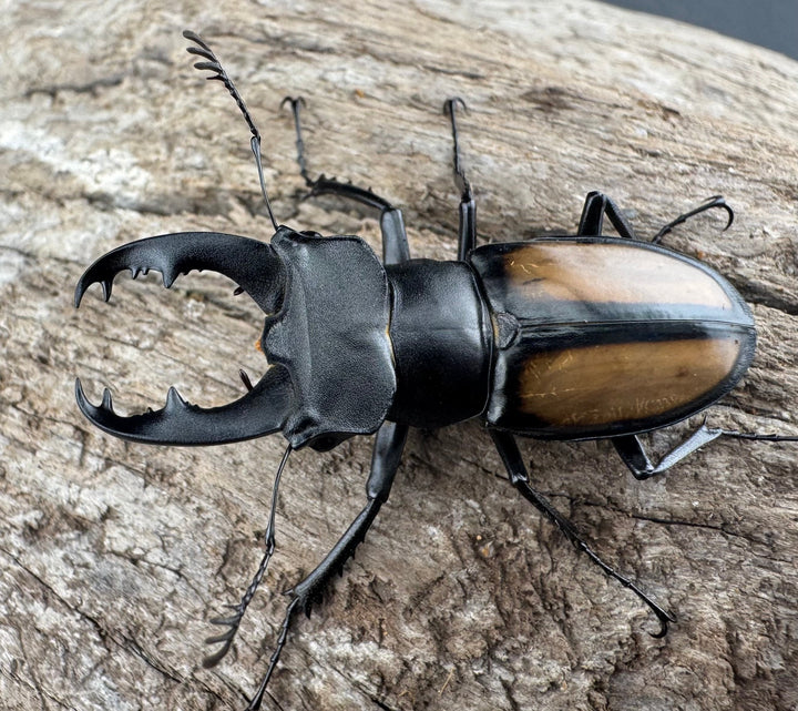 【WD】《パリーミヤマクワガタ 40mm ペア》