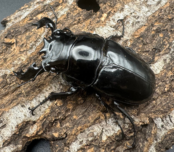 《タランドゥスオオツヤクワガタ 66mm ペア》