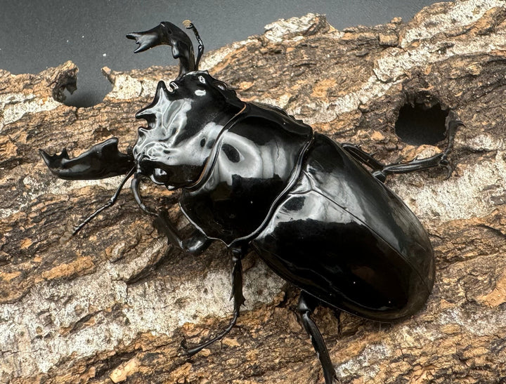《タランドゥスオオツヤクワガタ 68mm ペア》