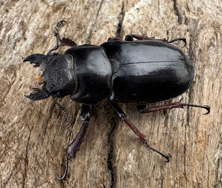 【WD】《チェンミヤマ メトク産 34.5mm ♀単》