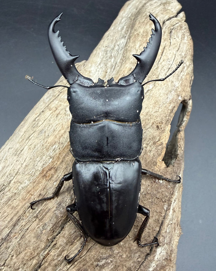 【WD】《ミンダナオヒラタ マラグサン産 83mm ペア》