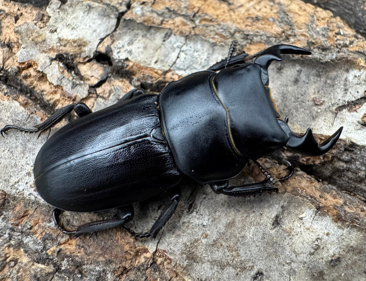 【WD】《ドルクス zhouchaoi（メンシウス ssp.） 34.5mm ペア》