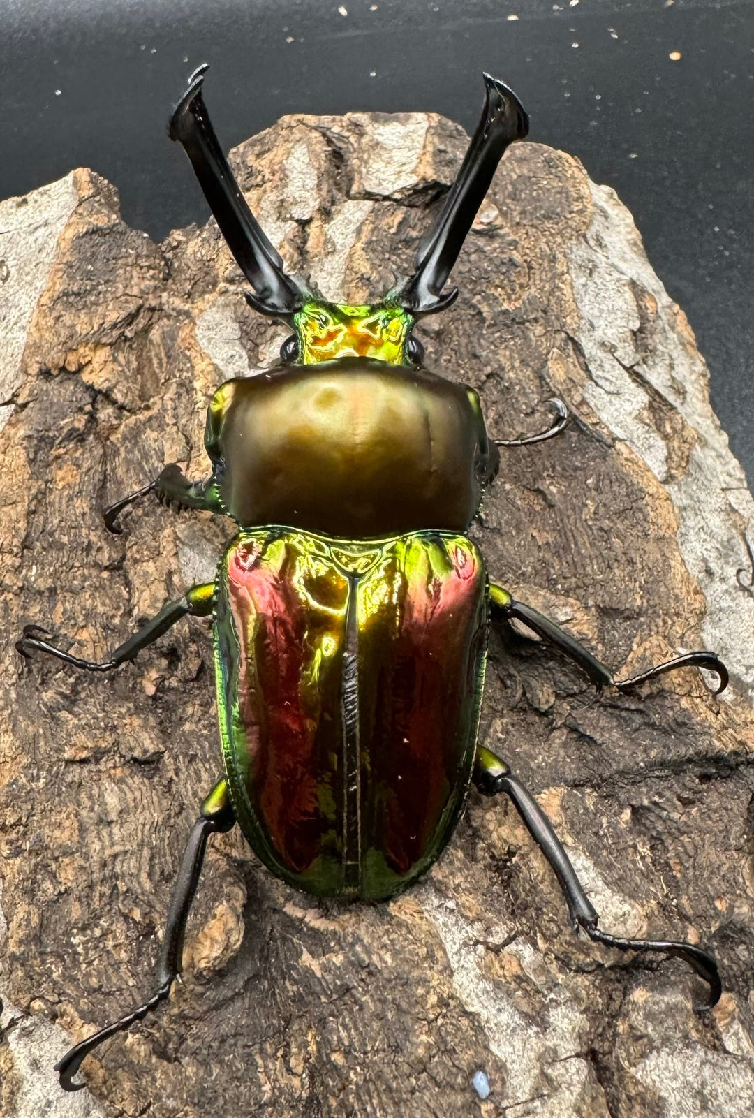 《ニジイロクワガタ 60mm ペア》