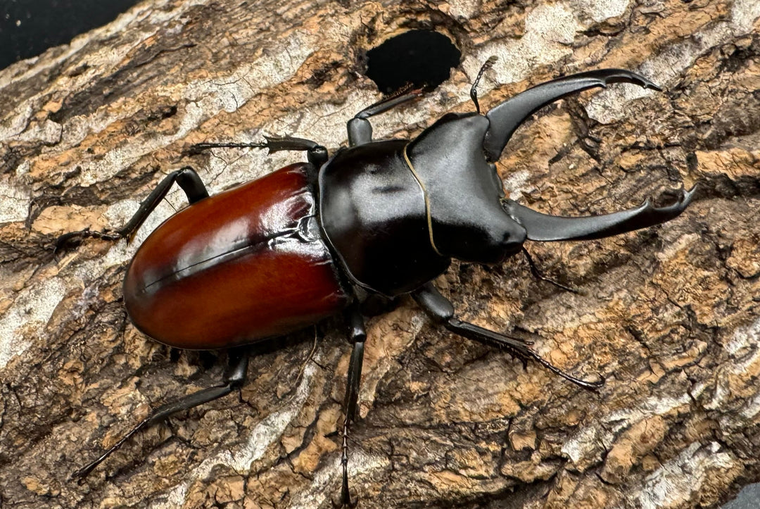 【WD】《マクレイコクワ 58mm ♂♀♀トリオ》