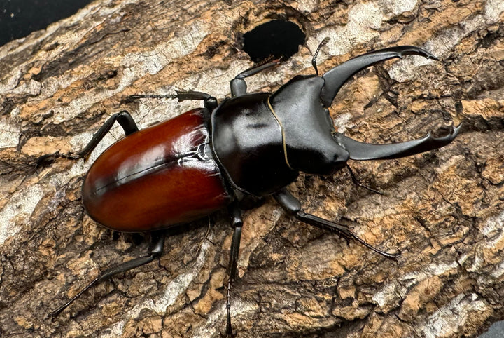 【WD】《マクレイコクワ 58mm ♂♀♀トリオ》