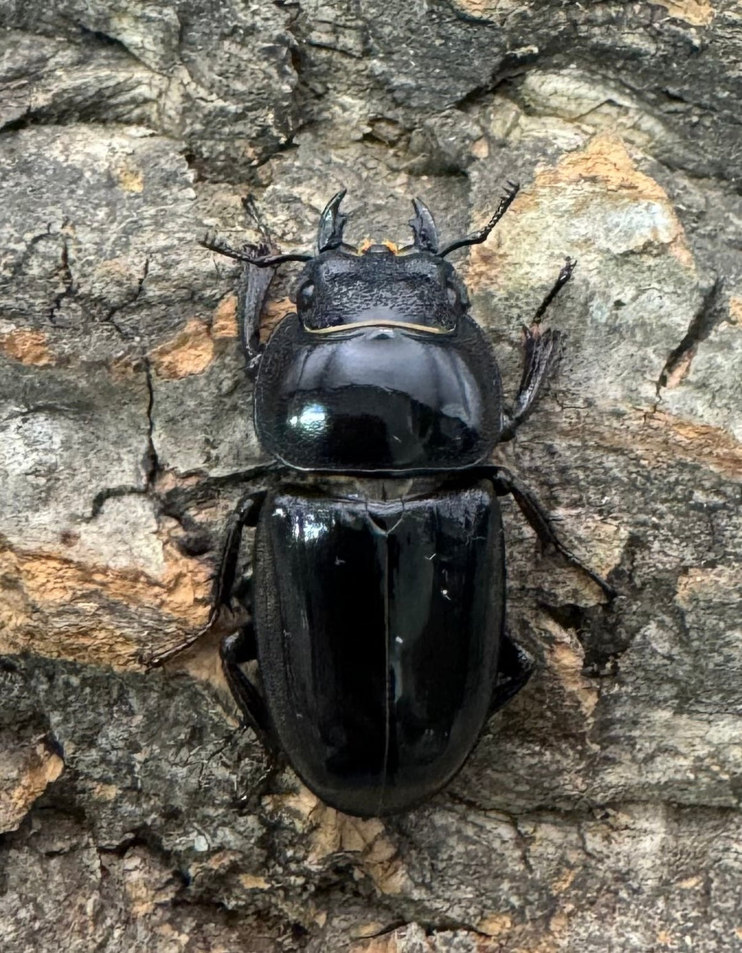 【WD】大型《ウンナンヒラタ 72mm ペア》