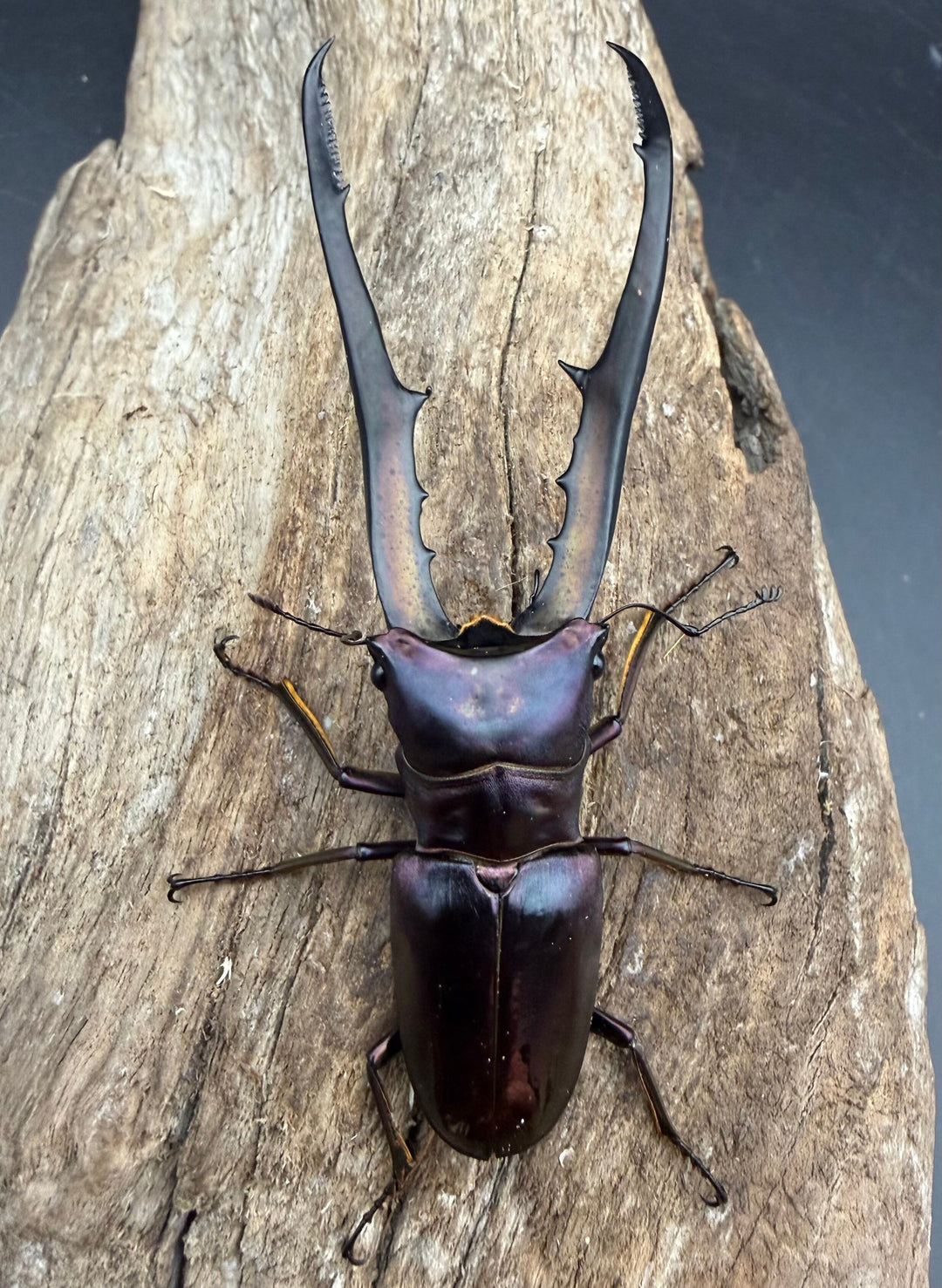 《メタリフェルホソアカ亜種フィナエ パープル系 80.5mm ペア》