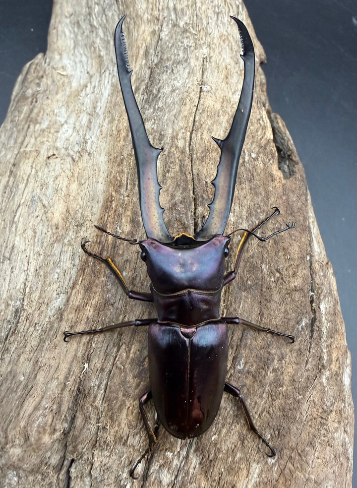 《メタリフェルホソアカ亜種フィナエ パープル系 80.5mm ペア》