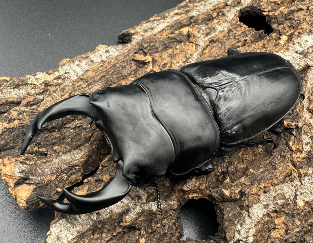 《オオクワガタ TT川西血統 82mm ペア》ヒート氏ブリード個体