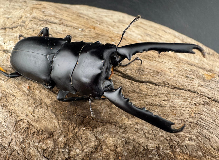 【WD】大型《ゲルツルードノコギリ ブラックタイプ 58mm ペア》