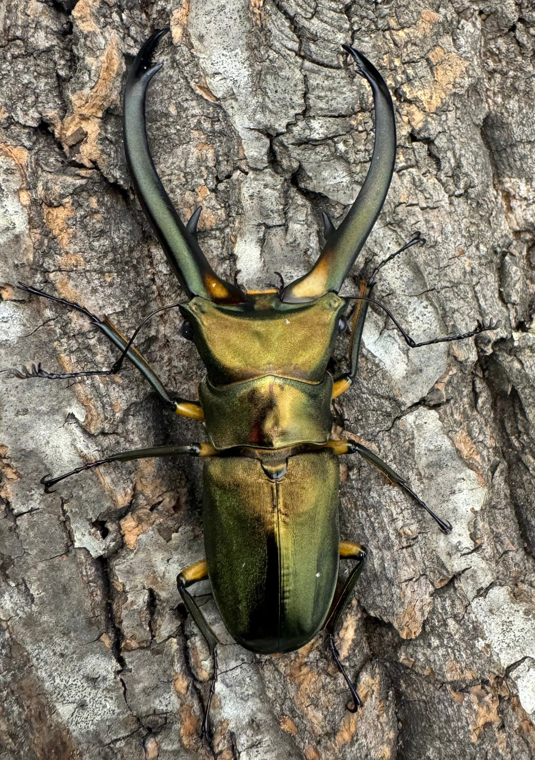 【美麗】《エラフスホソアカ 82.5mm ペア》セルヴォラン氏ブリード個体