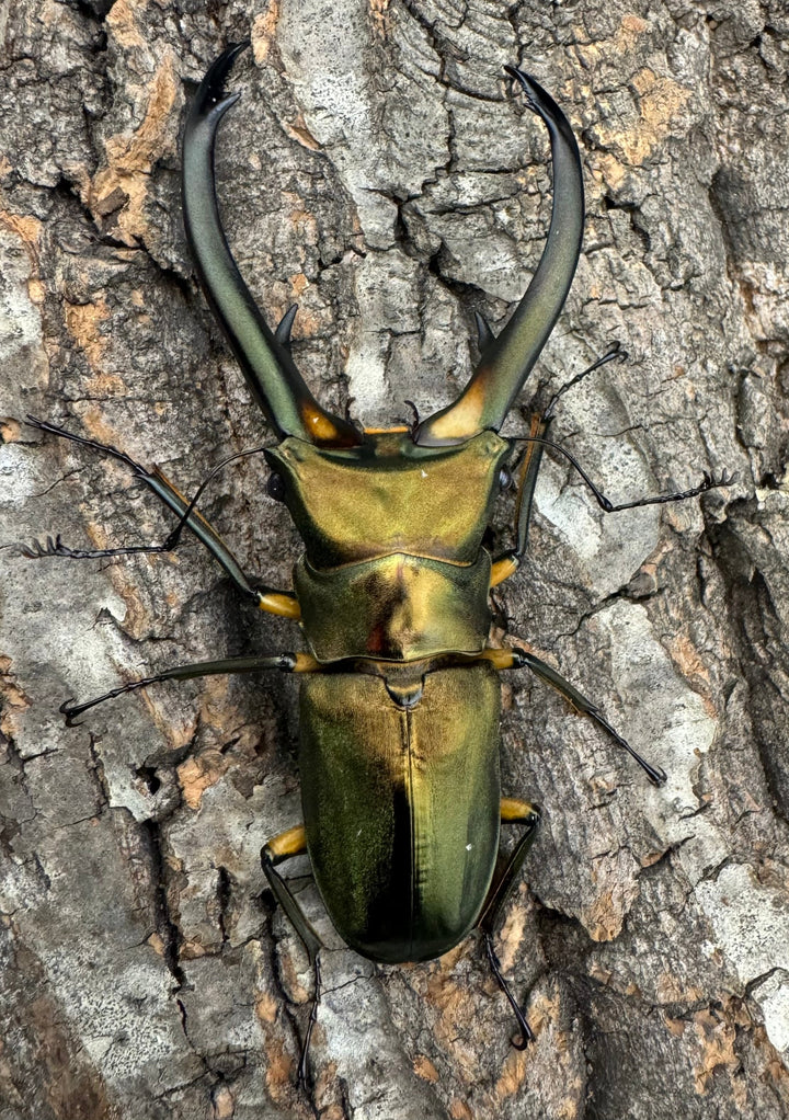 【美麗】《エラフスホソアカ 82.5mm ペア》セルヴォラン氏ブリード個体