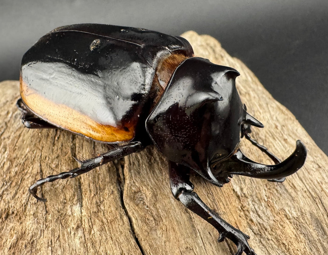 《ハードウィッケイゴホンツノカブト 61mm ペア》