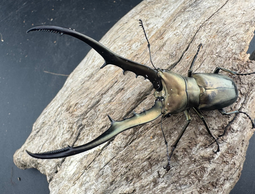 【WD】《メタリフェルホソアカ亜種finae 84mm ペア》