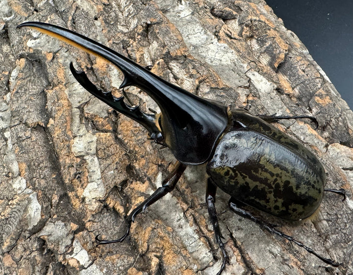 《ヘラクレス・ヘラクレス 132mm ペア》