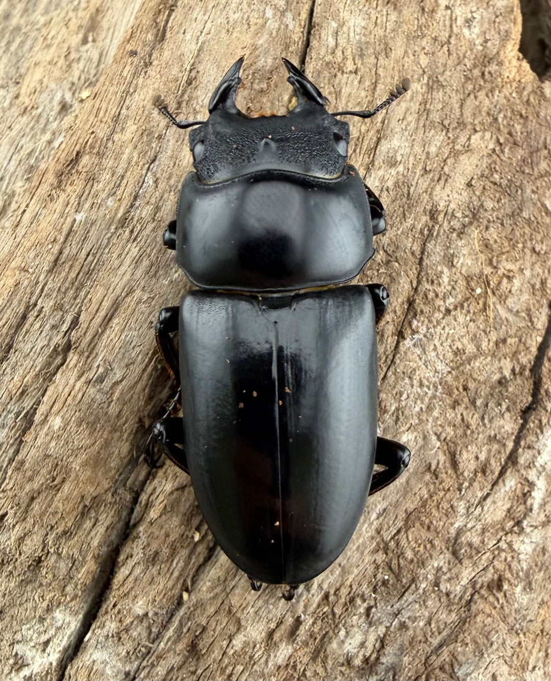 《ネパレンシス ランターン産 53mm ♂♀♀トリオ》