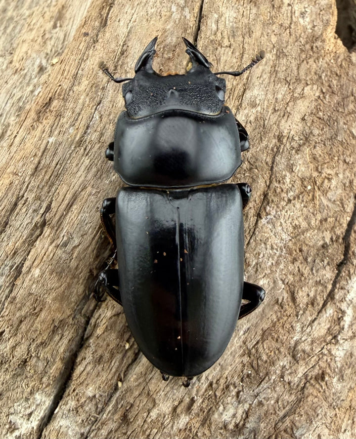 《ネパレンシス ランターン産 53mm ♂♀♀トリオ》