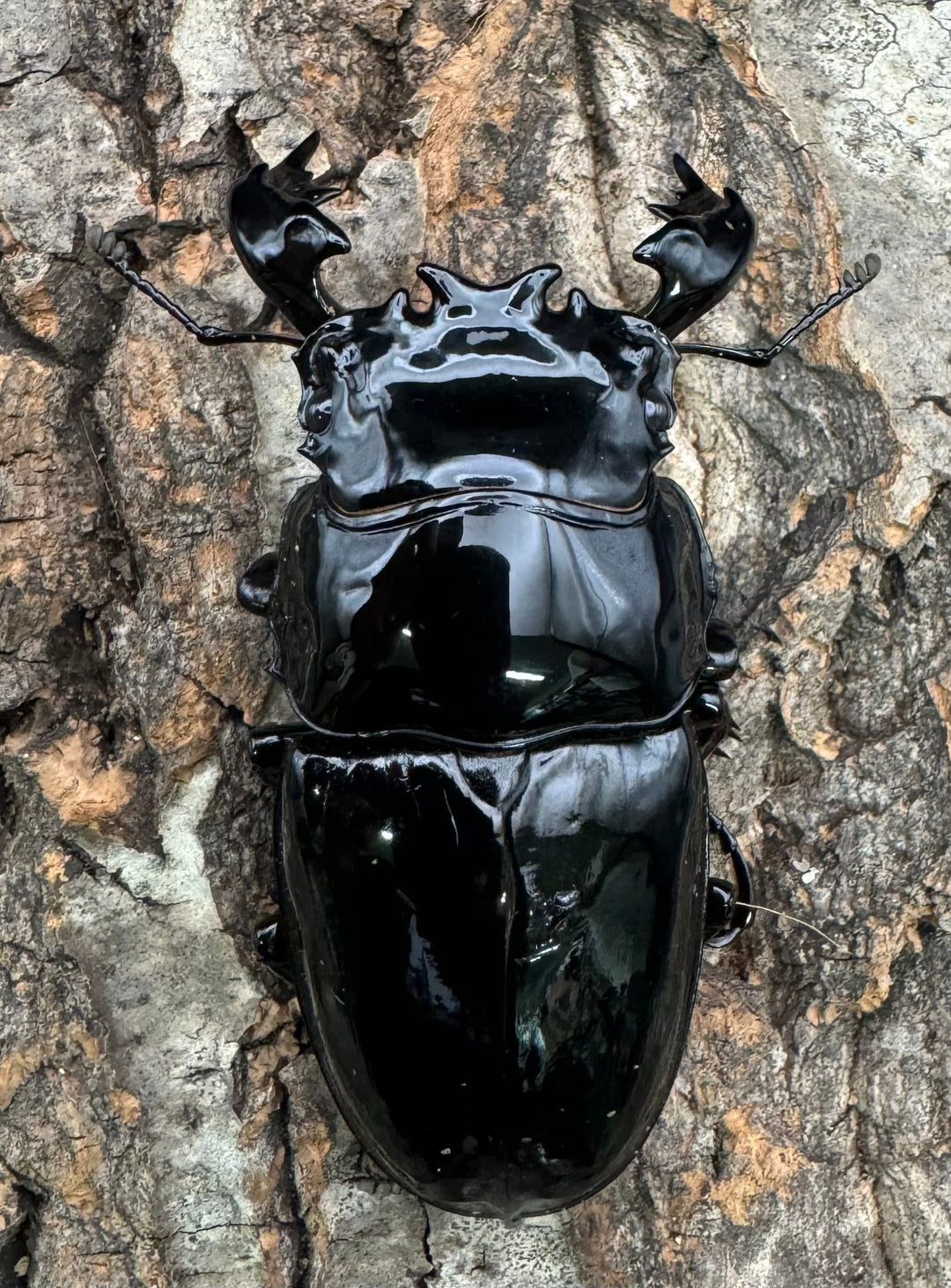 《タランドゥスオオツヤクワガタ 78mm ペア》