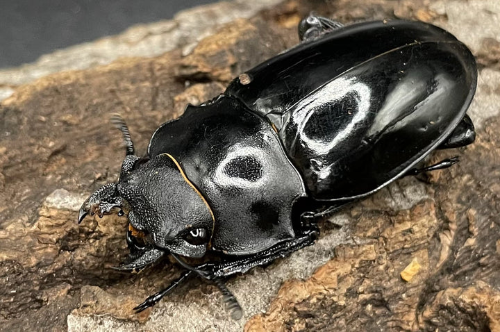 《インターメディアツヤクワガタ　2令～3令　幼虫　3頭セット》