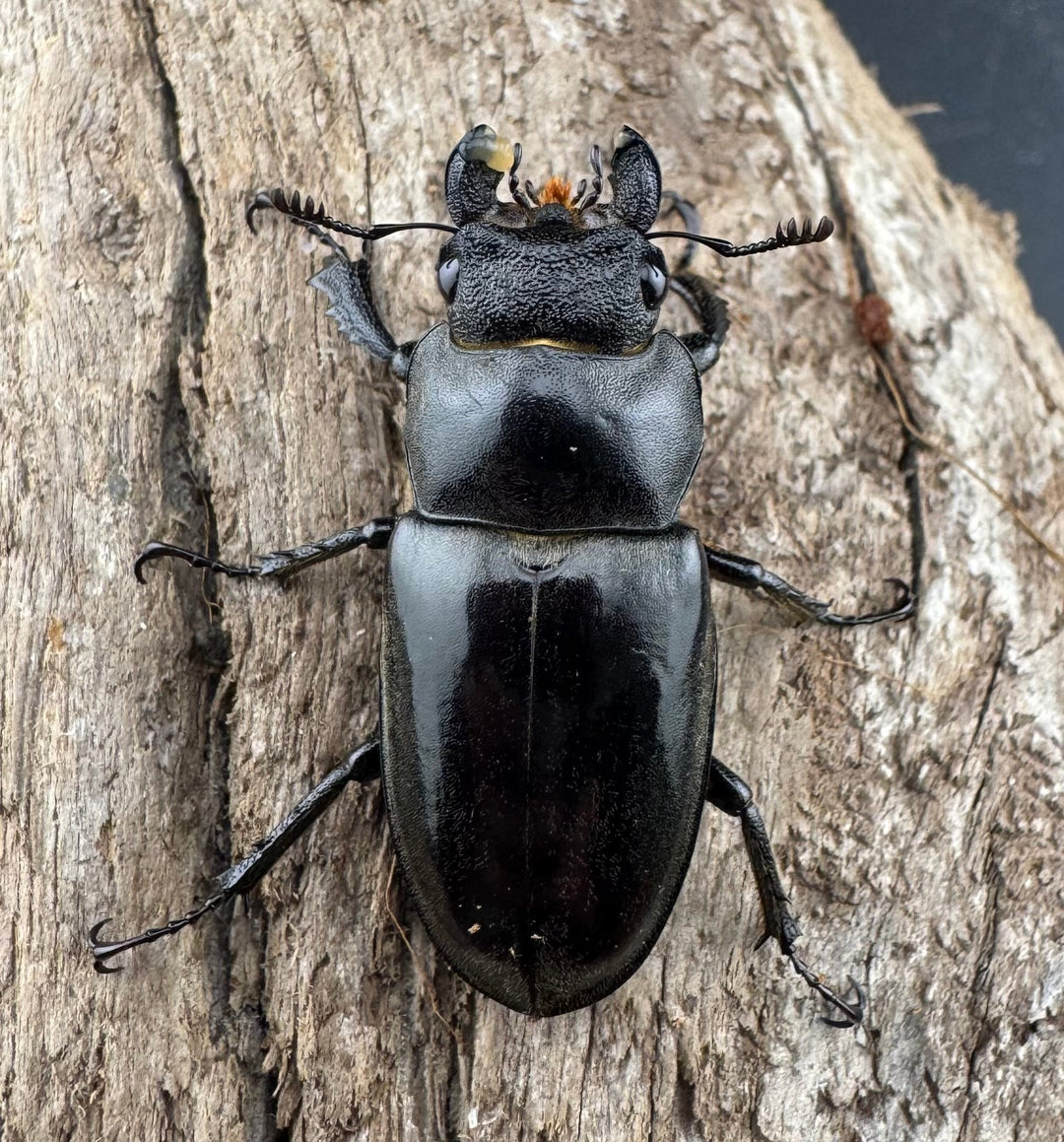 【WD】特大《フォントミヤマクワガタ 62.5mm ペア》