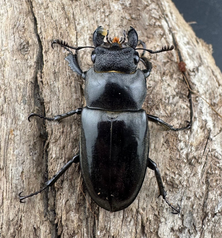 【WD】特大《フォントミヤマクワガタ 62.5mm ペア》