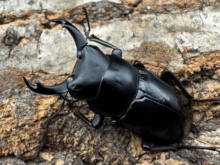 【WD】《シネンシスコクワ ssp. 怒江亜種 36mm ペア》