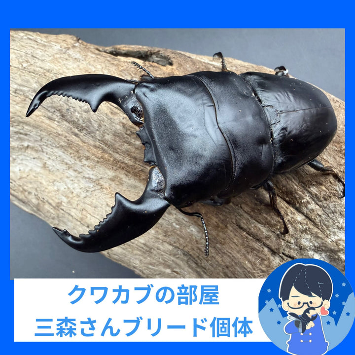 極太系《スマトラオオヒラタ 97mm ペア》クワカブの部屋三森氏ブリード個体