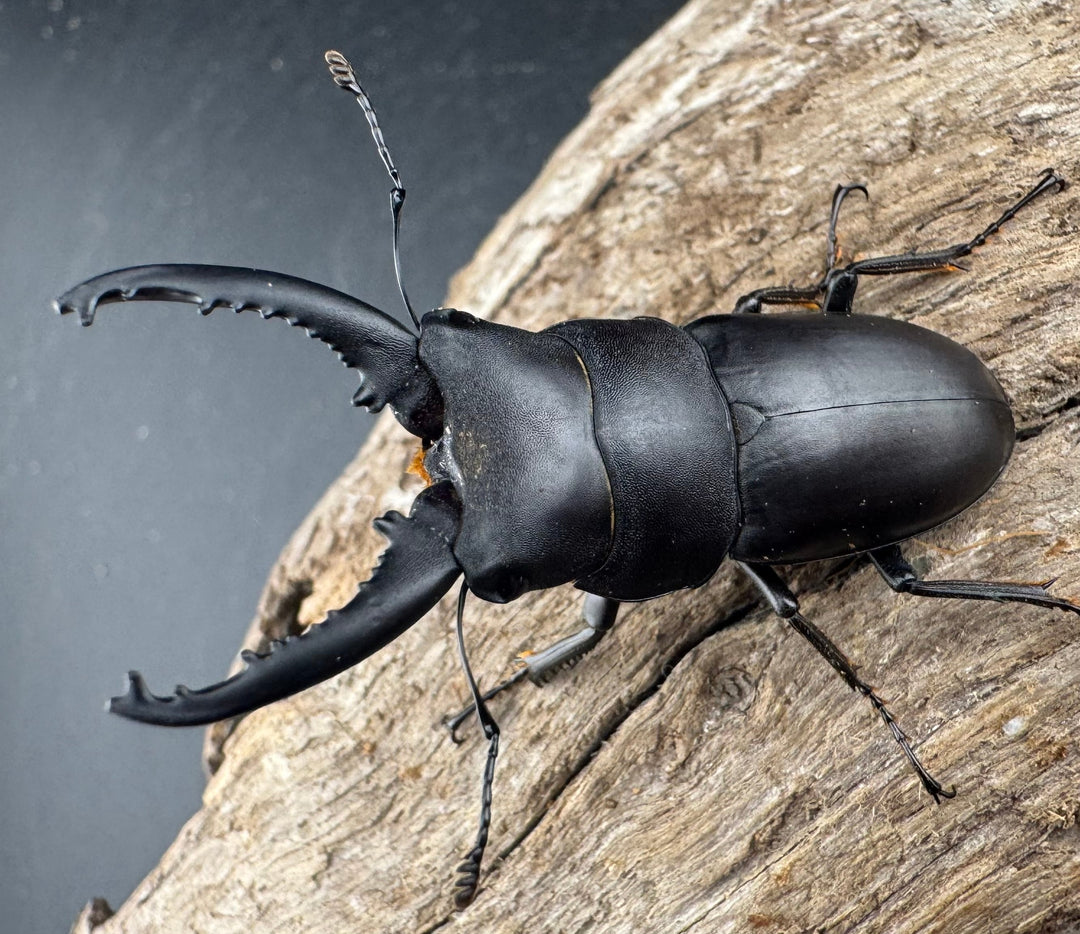 【WD】《トンキンノコギリヒラタクワガタ ベトナム産 47.5mm ペア》