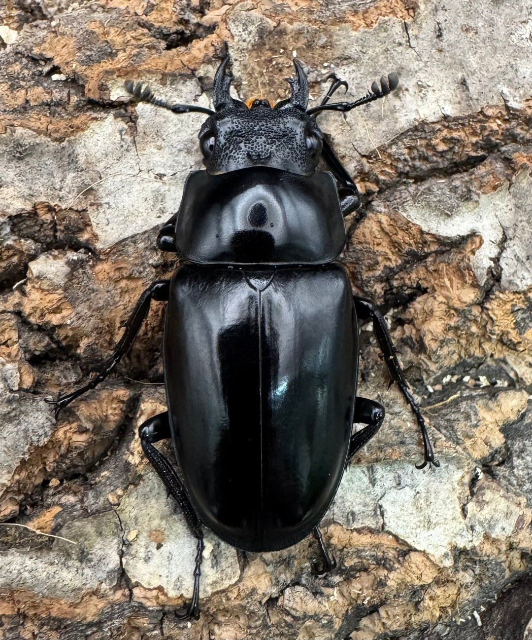 【WF1】《ギラファノコギリ原名亜種 タイ産 95mm ペア》②