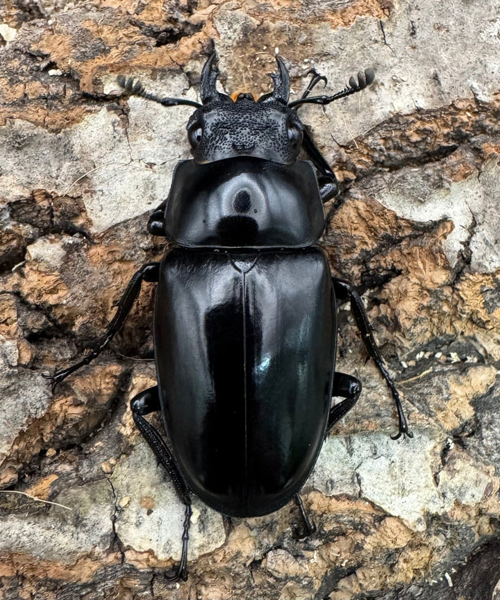 【WF1】《ギラファノコギリ原名亜種 タイ産 95mm ペア》②