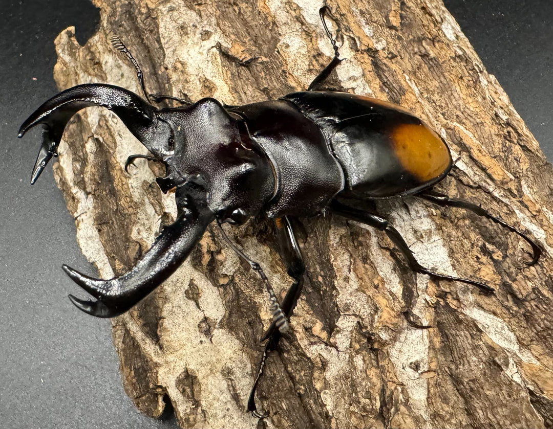 【WD】《セアカフタマタ（パリーフタマタ） 83mm ペア》