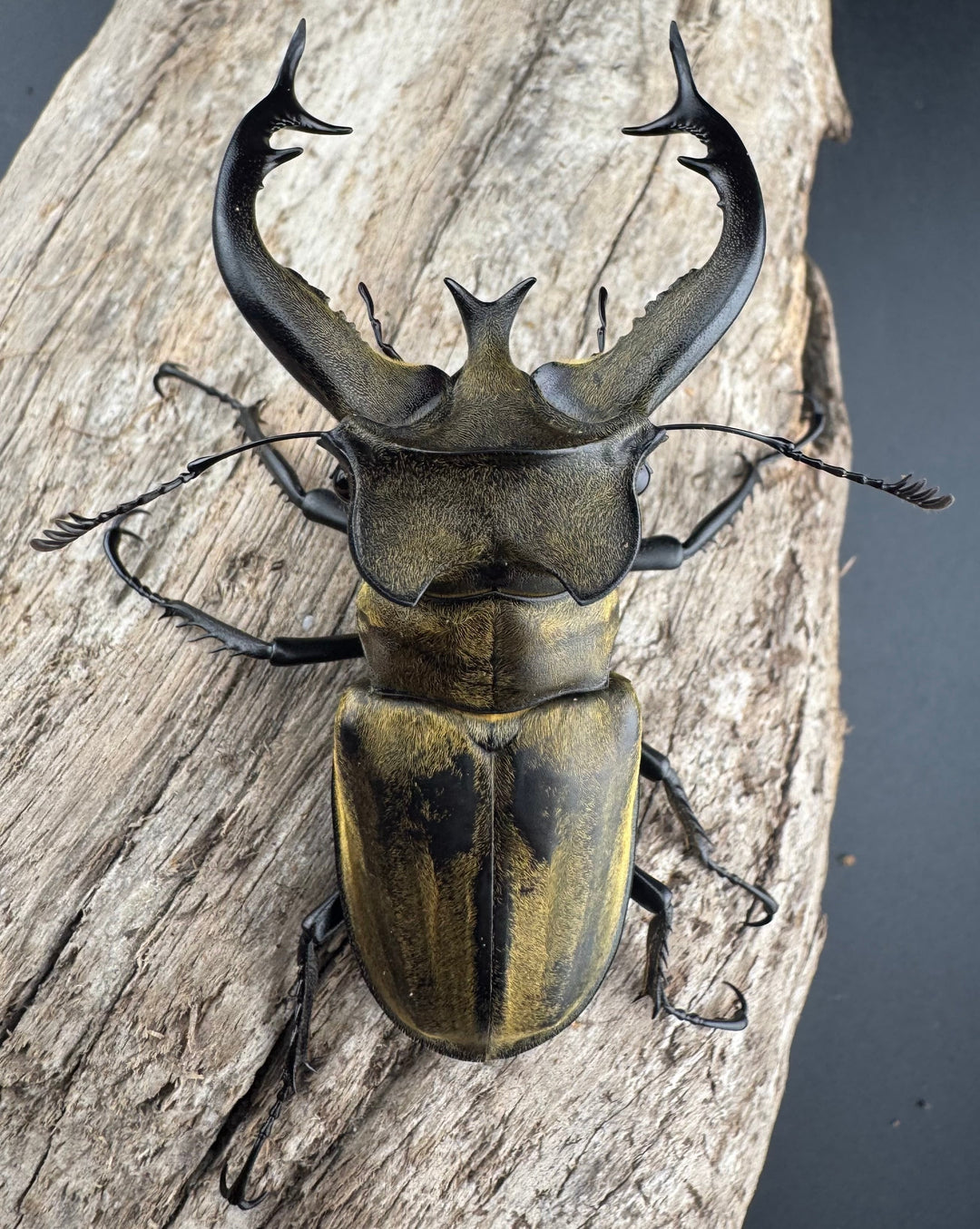 【WD】《フルキフェルミヤマ 74mm ペア》