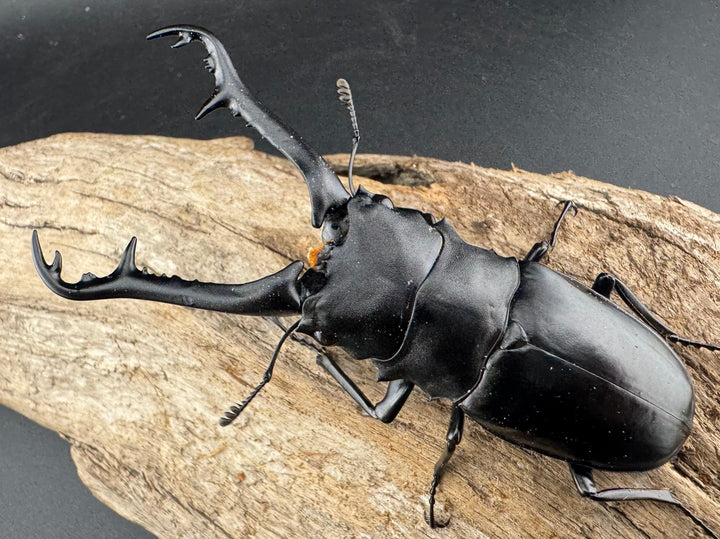 【WD】《 ギラファノコギリ原名亜種 ラオス産 90mm ペア》