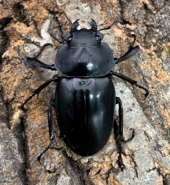 【WD】《スティーブンスツヤクワガタ原名亜種 70mm A’品ペア》