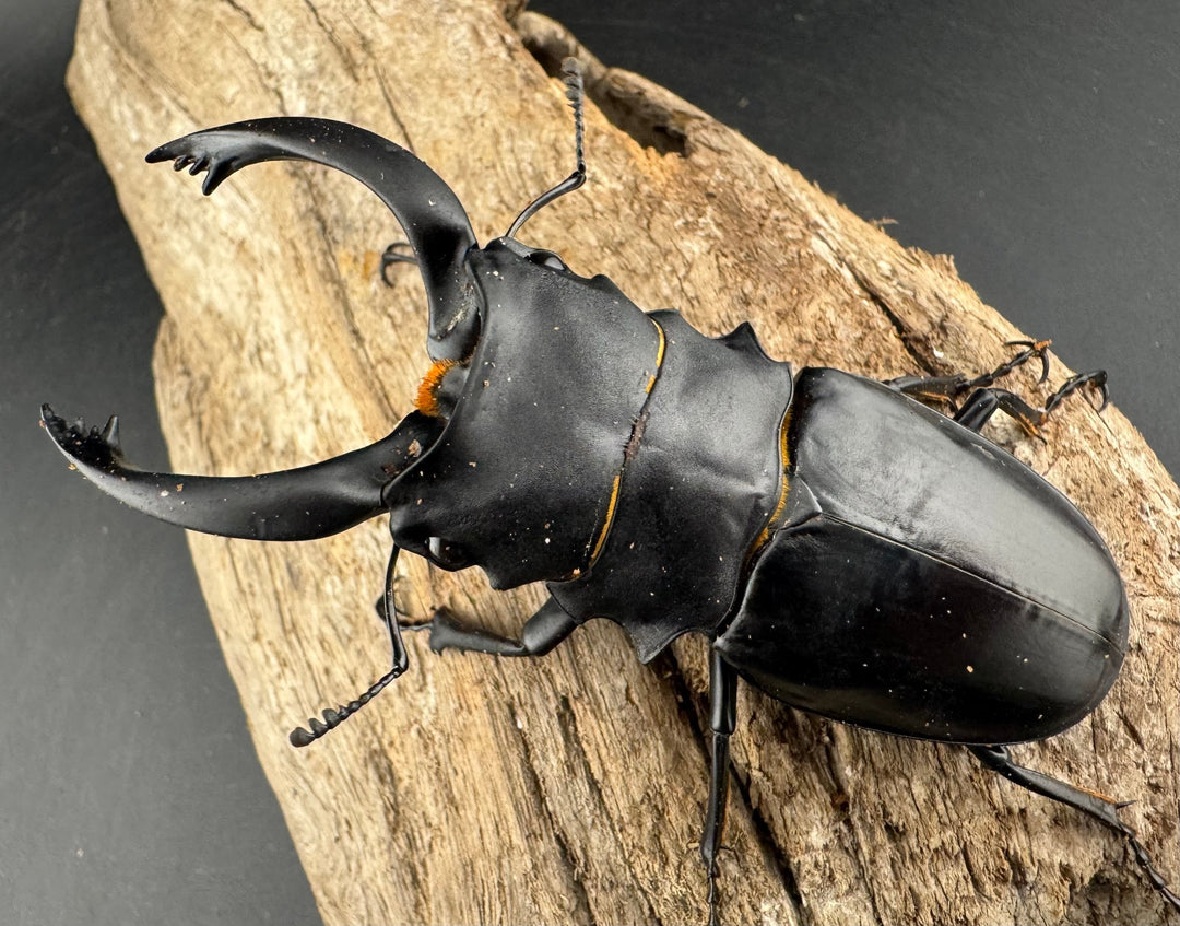 【WD】大型《アルケスツヤクワガタ ボアク島産 88.5mm ペア》